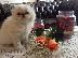 PoulaTo: PERSIAN KITTEN